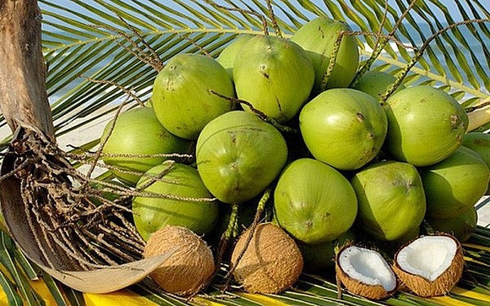 Fresh Coconut Supplier Vietnam Fresh Coconut Supplier Vietnam