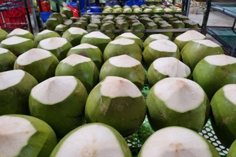 As a trusted fresh coconut exporter Vietnam, DAI VIET has earned its position as a reliable source for premium-quality coconuts As a trusted fresh coconut exporter Vietnam, DAI VIET has earned its position as a reliable source for premium-quality coconuts