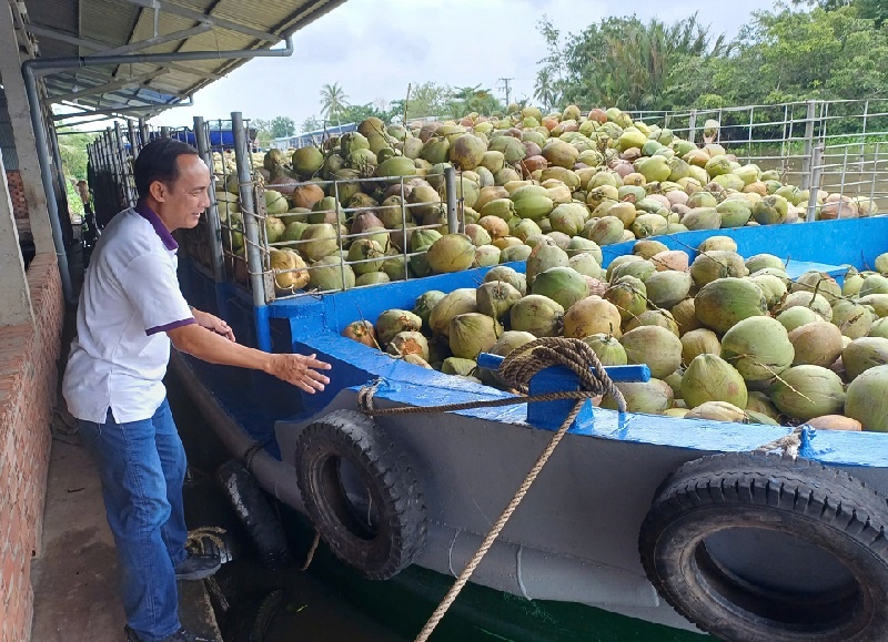 For importers seeking a dependable fresh coconut exporter Vietnam For importers seeking a dependable fresh coconut exporter Vietnam