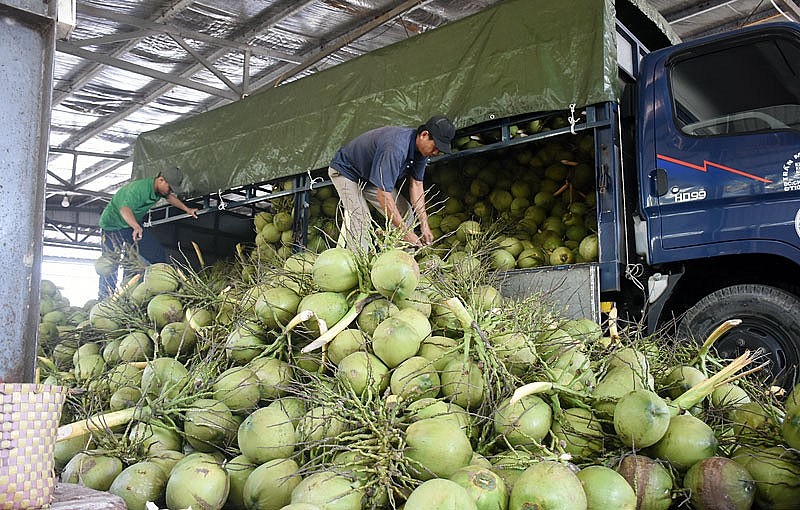 As a responsible fresh coconut exporter Vietnam, DAI VIET partners with local farmers As a responsible fresh coconut exporter Vietnam, DAI VIET partners with local farmers