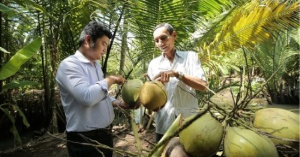 a halal certified coconut exporter with a proven record of serving clients across five continents. a halal certified coconut exporter with a proven record of serving clients across five continents.