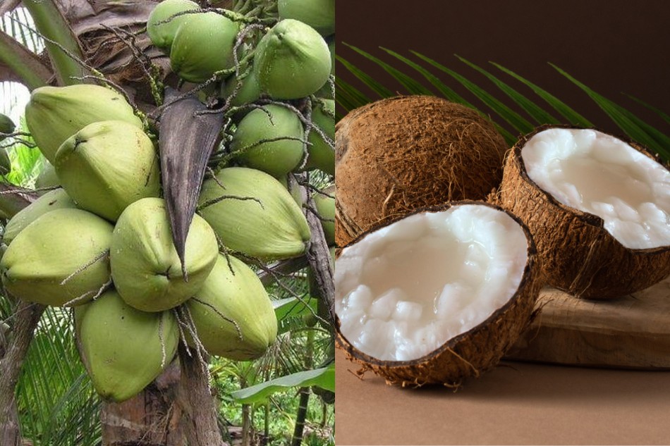 halal certified coconut exporter