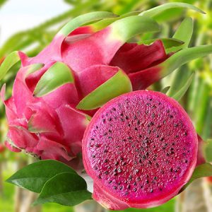 Dragon fruit