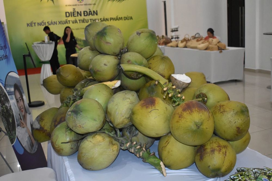 our clients receive young coconut Vietnam export shipments that are fresh, hygienic, and ready for market our clients receive young coconut Vietnam export shipments that are fresh, hygienic, and ready for market