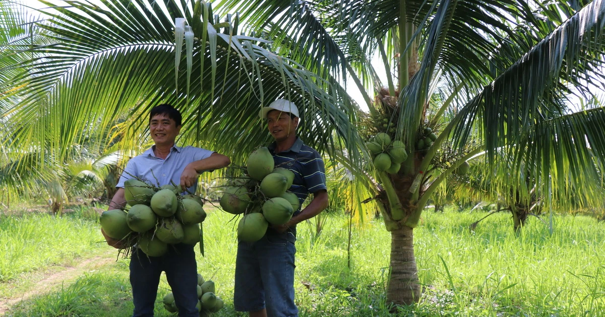 young coconut Vietnam export has become a key product in the global tropical fruit trade young coconut Vietnam export has become a key product in the global tropical fruit trade