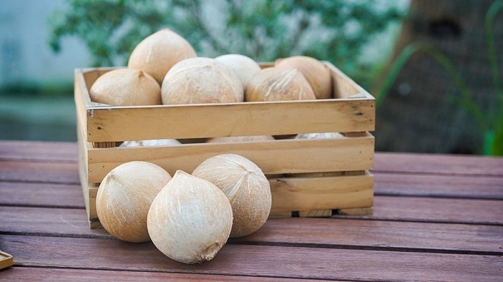 the use of young coconut Vietnam export products extends to a wide range of sectors the use of young coconut Vietnam export products extends to a wide range of sectors