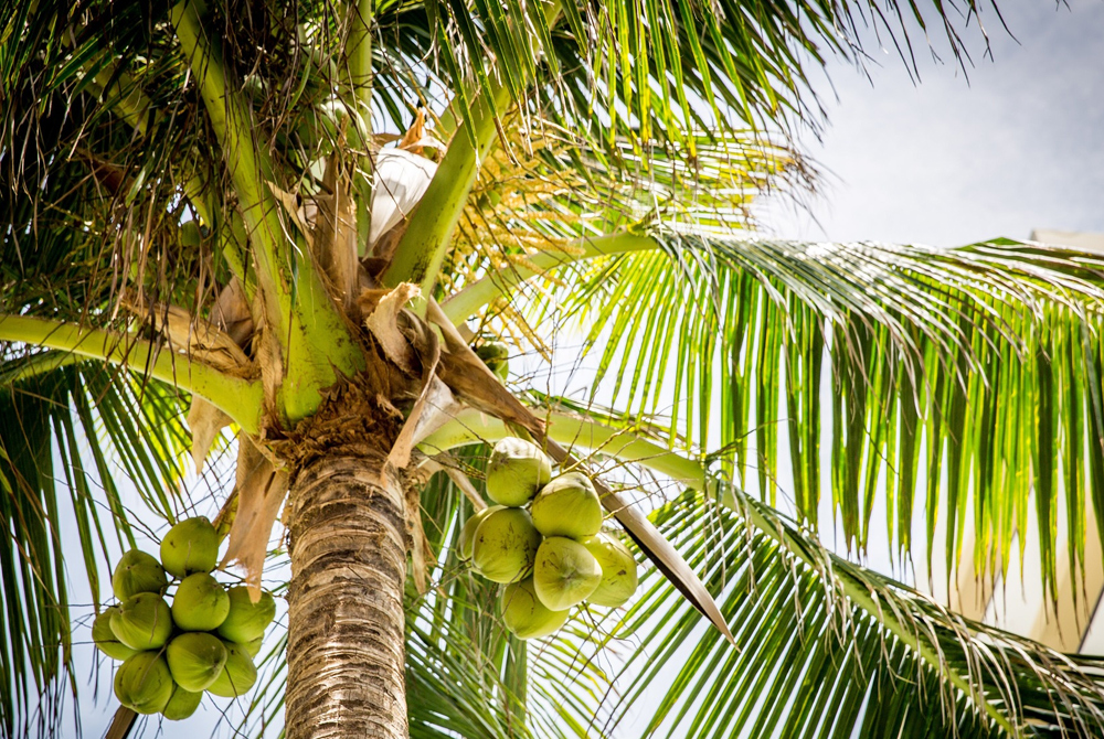 Vietnam fresh coconut Vietnam fresh coconut