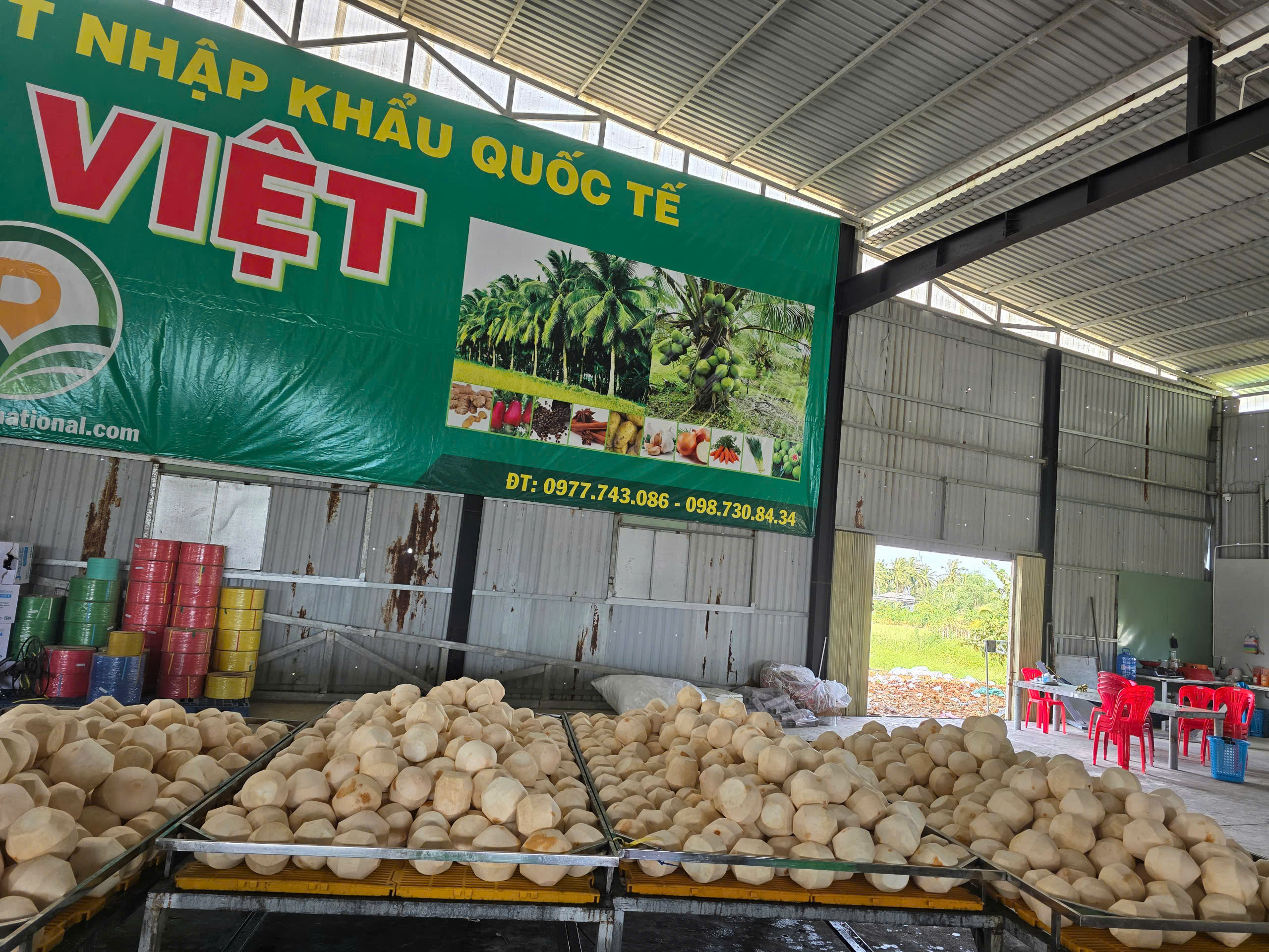 Dai Viet specializes in supplying fresh coconuts to Middle Eastern countries. Dai Viet specializes in supplying fresh coconuts to Middle Eastern countries.