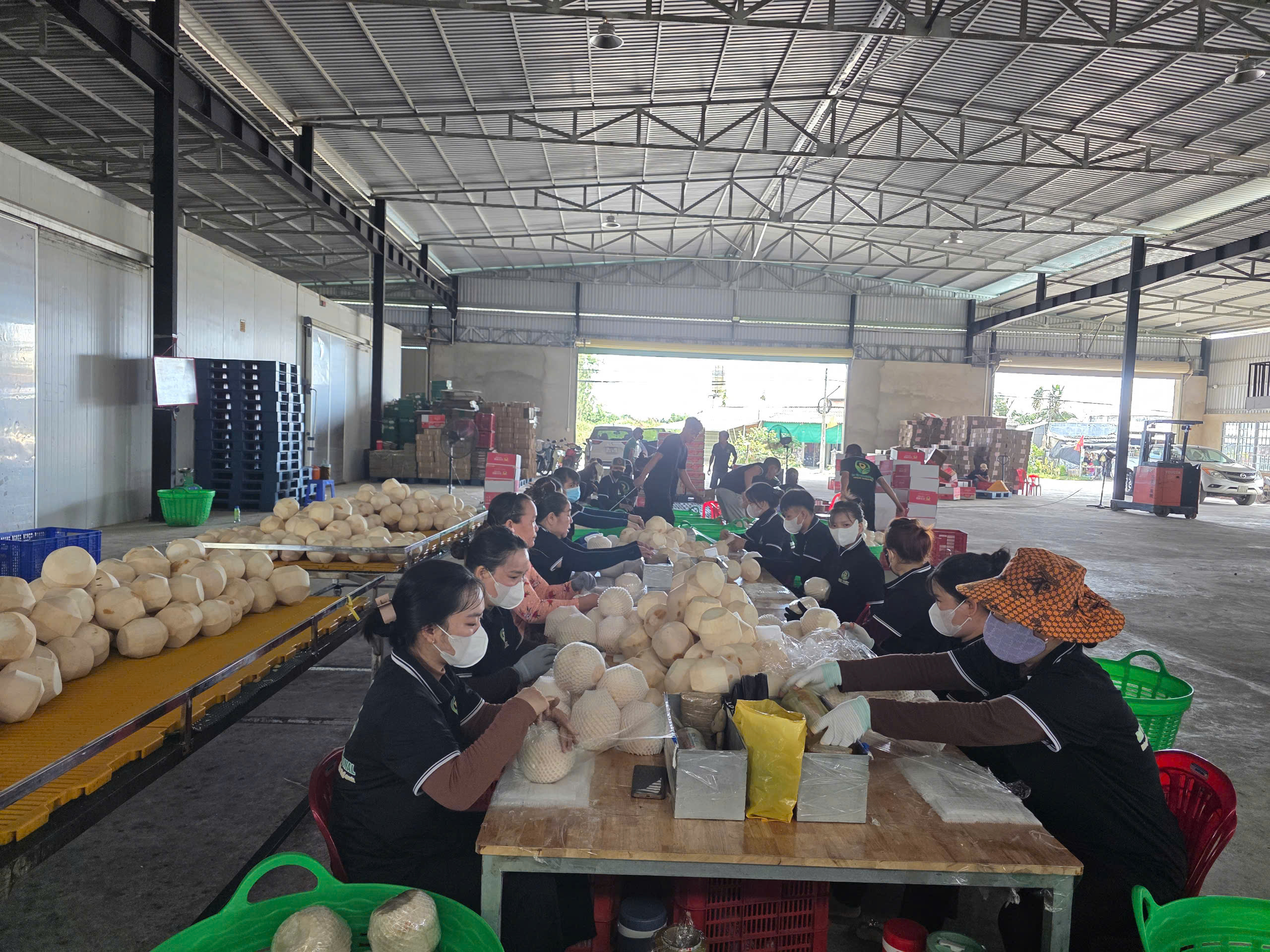 Dai Viet International’s Fresh Coconut Products Dai Viet International’s Fresh Coconut Products