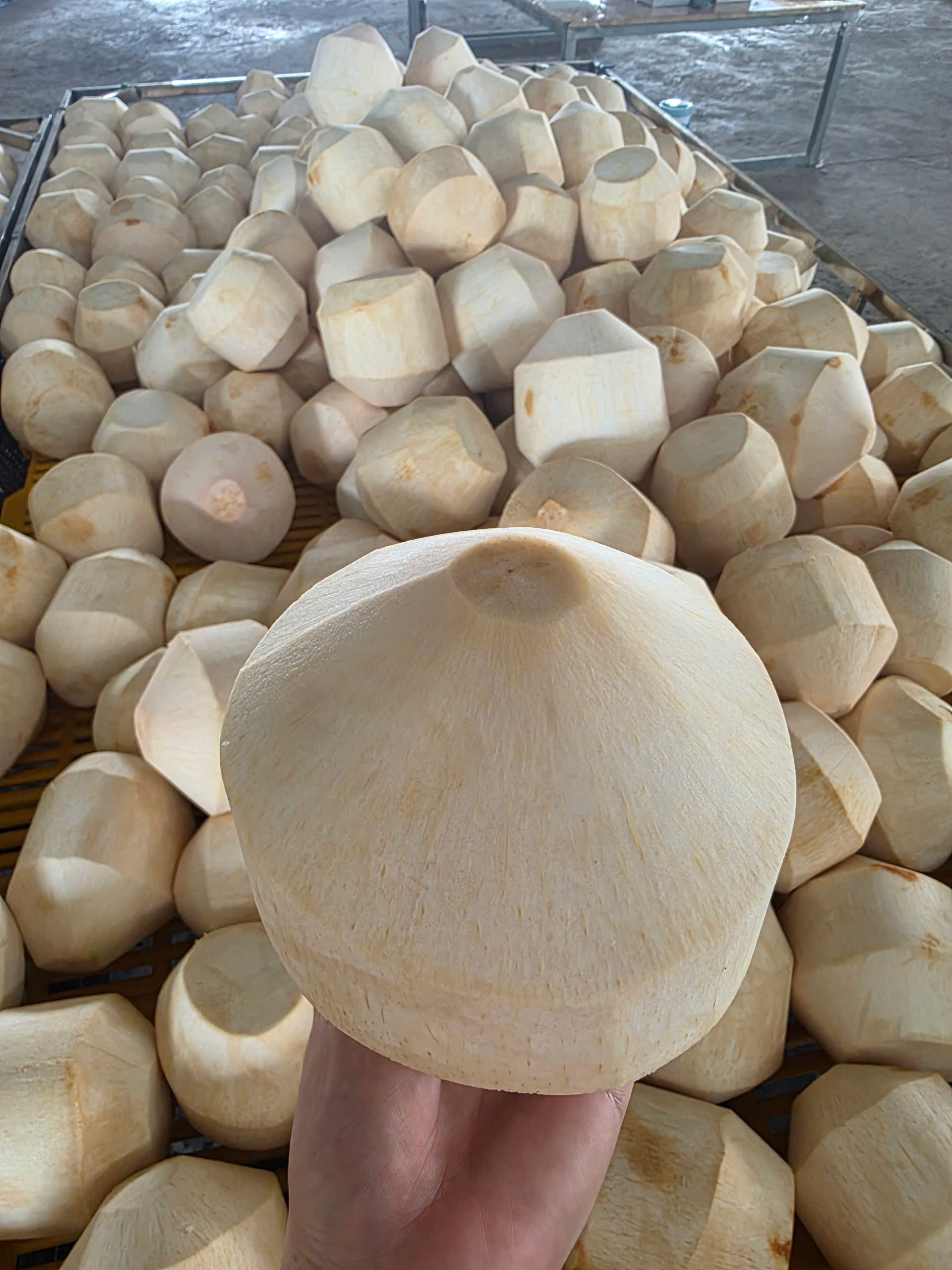 Difference coconut type for export