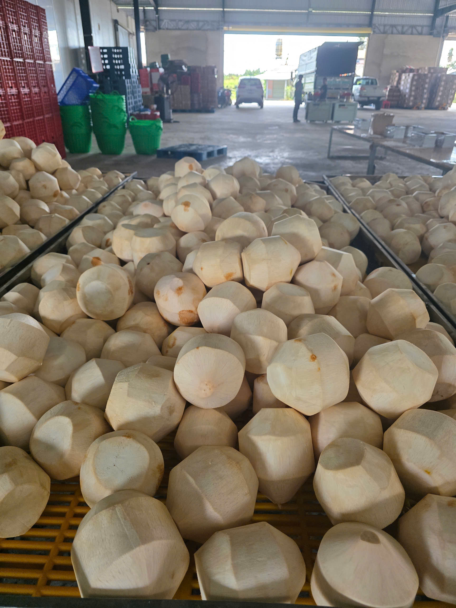 Dai Viet is a prestigious partner in the market UAE imports fresh Vietnamese coconuts.