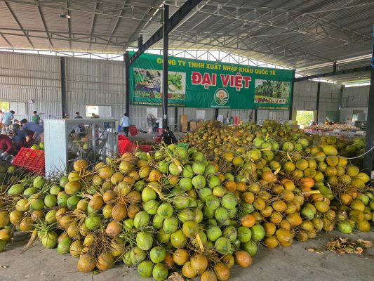 Vietnam coconuts in the global food & beverage supply chain