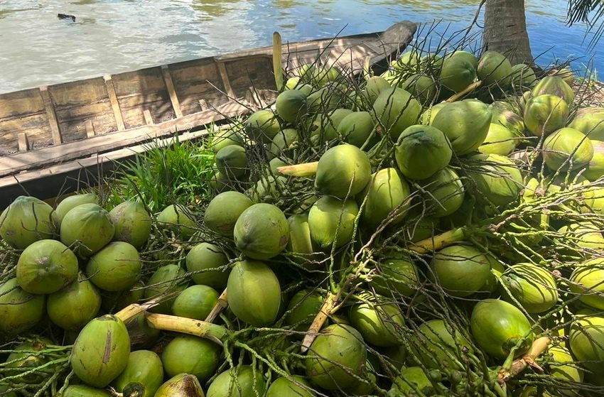 Thị trường tiềm năng cho xuất khẩu dừa Thị trường tiềm năng cho xuất khẩu dừa