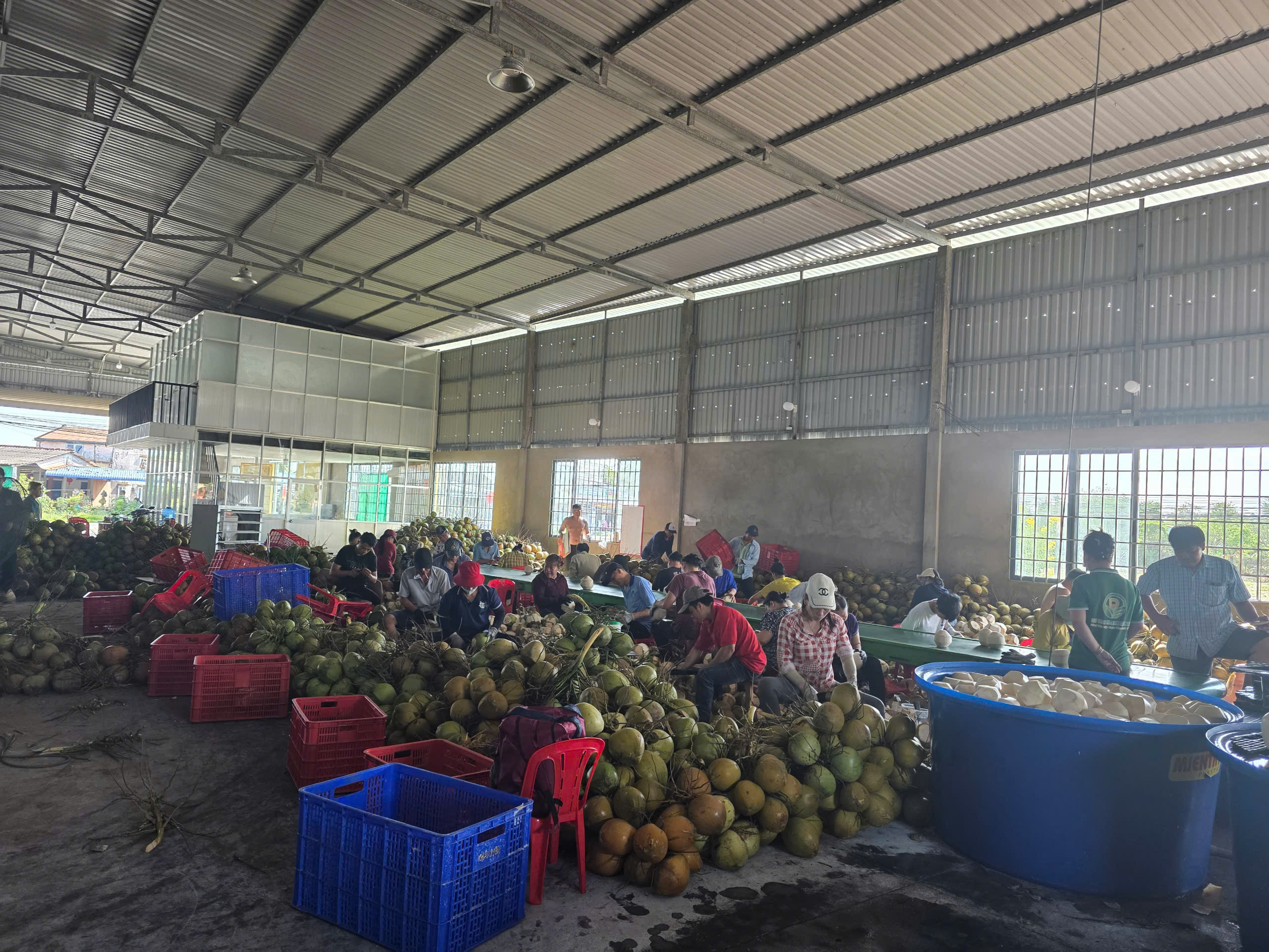 Cơ hội cho xuất khẩu dừa Việt Nam chuỗi cung ứng toàn cầu