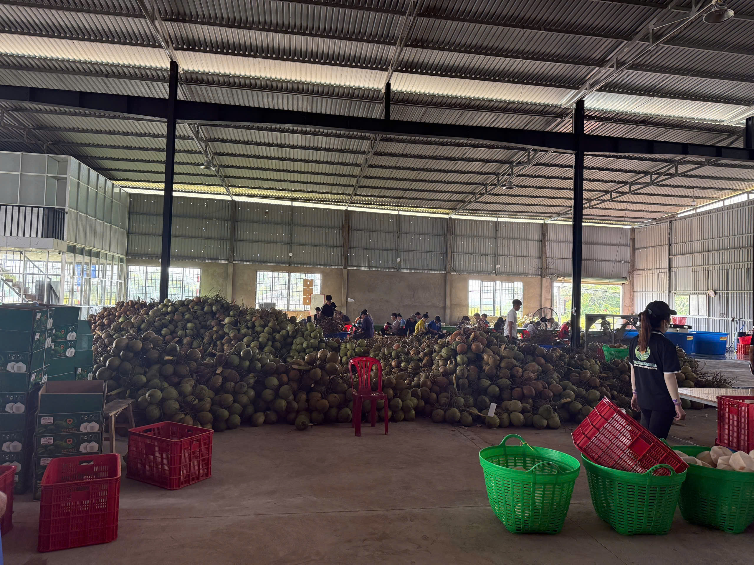 Xu hướng thị trường và tiềm năng của Dừa Việt Nam trong mỹ phẩm Trung Đông