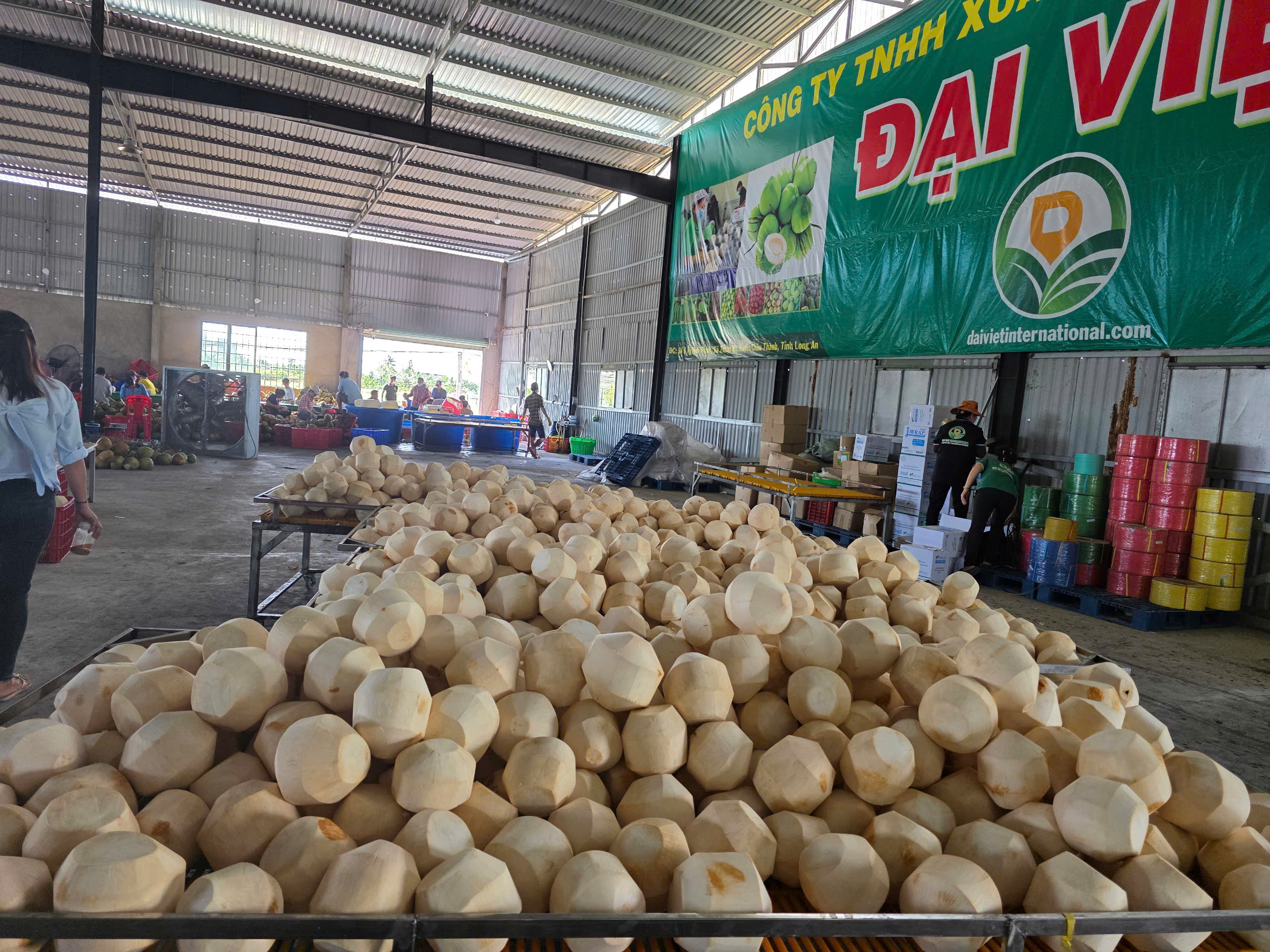 Procedure for Exporting Coconuts to the Middle East