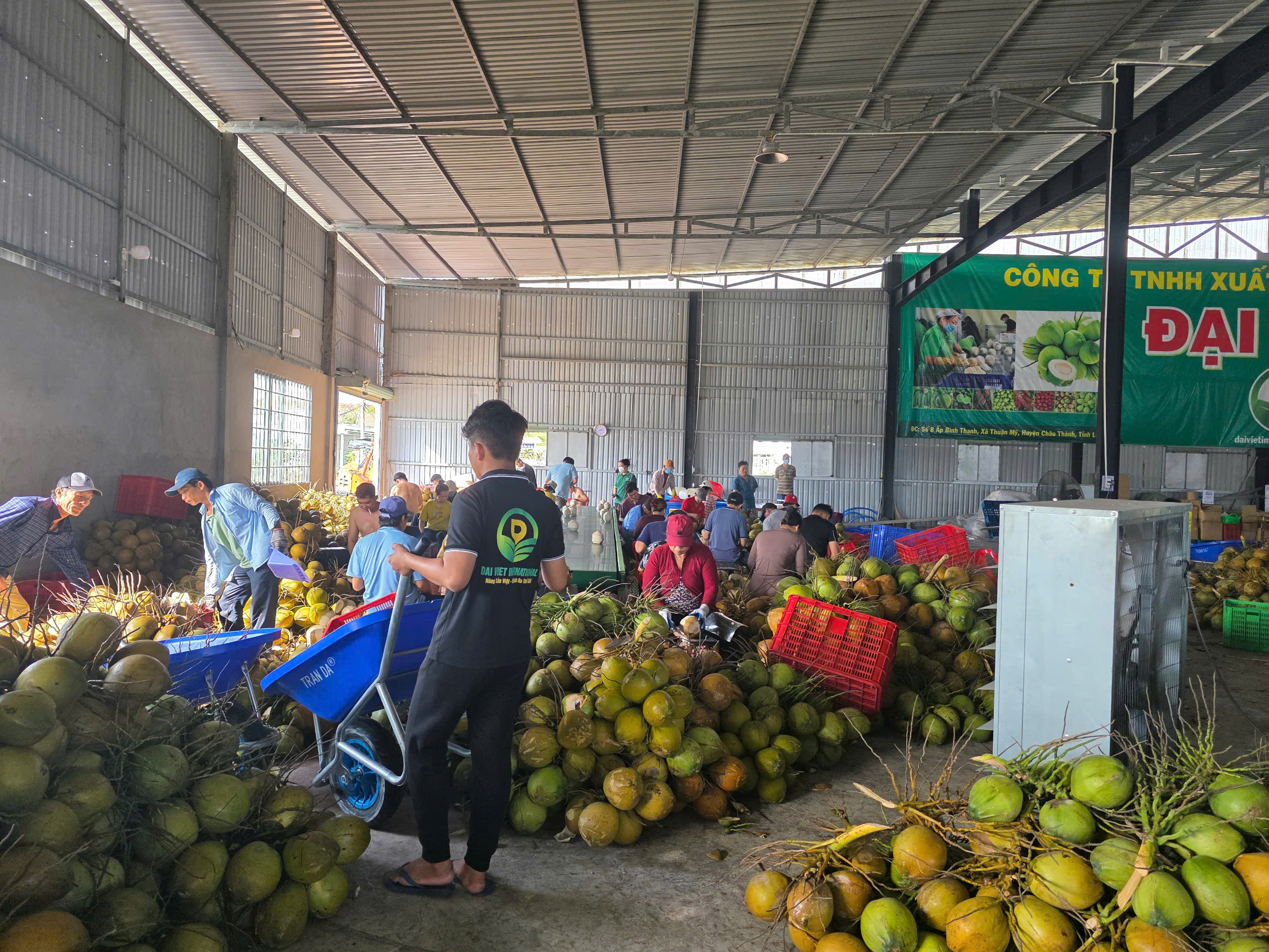 Kinh nghiệm tìm đối tác nhập khẩu dừa tươi Kinh nghiệm tìm đối tác nhập khẩu dừa tươi