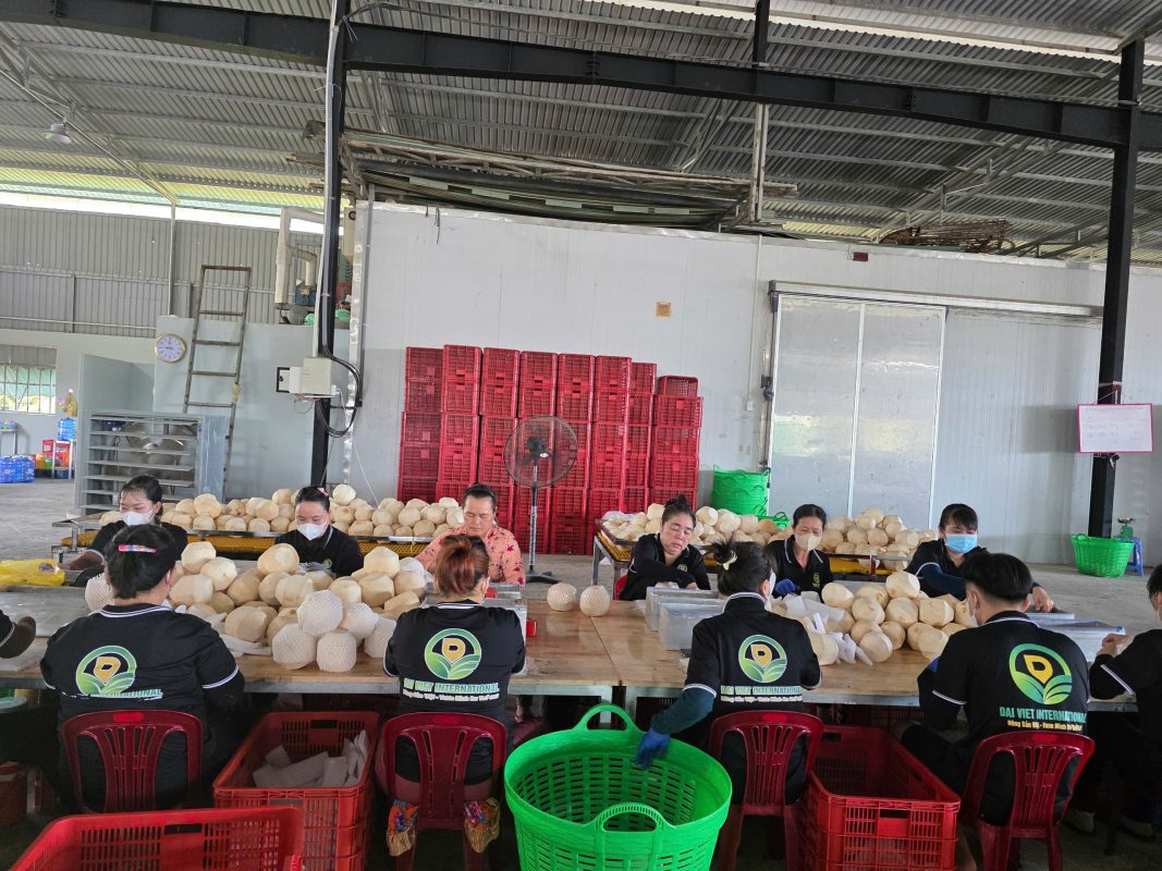 Xu hướng tiêu thụ dừa tại Trung Đông giai đoạn 2025–2030 Xu hướng tiêu thụ dừa tại Trung Đông giai đoạn 2025–2030