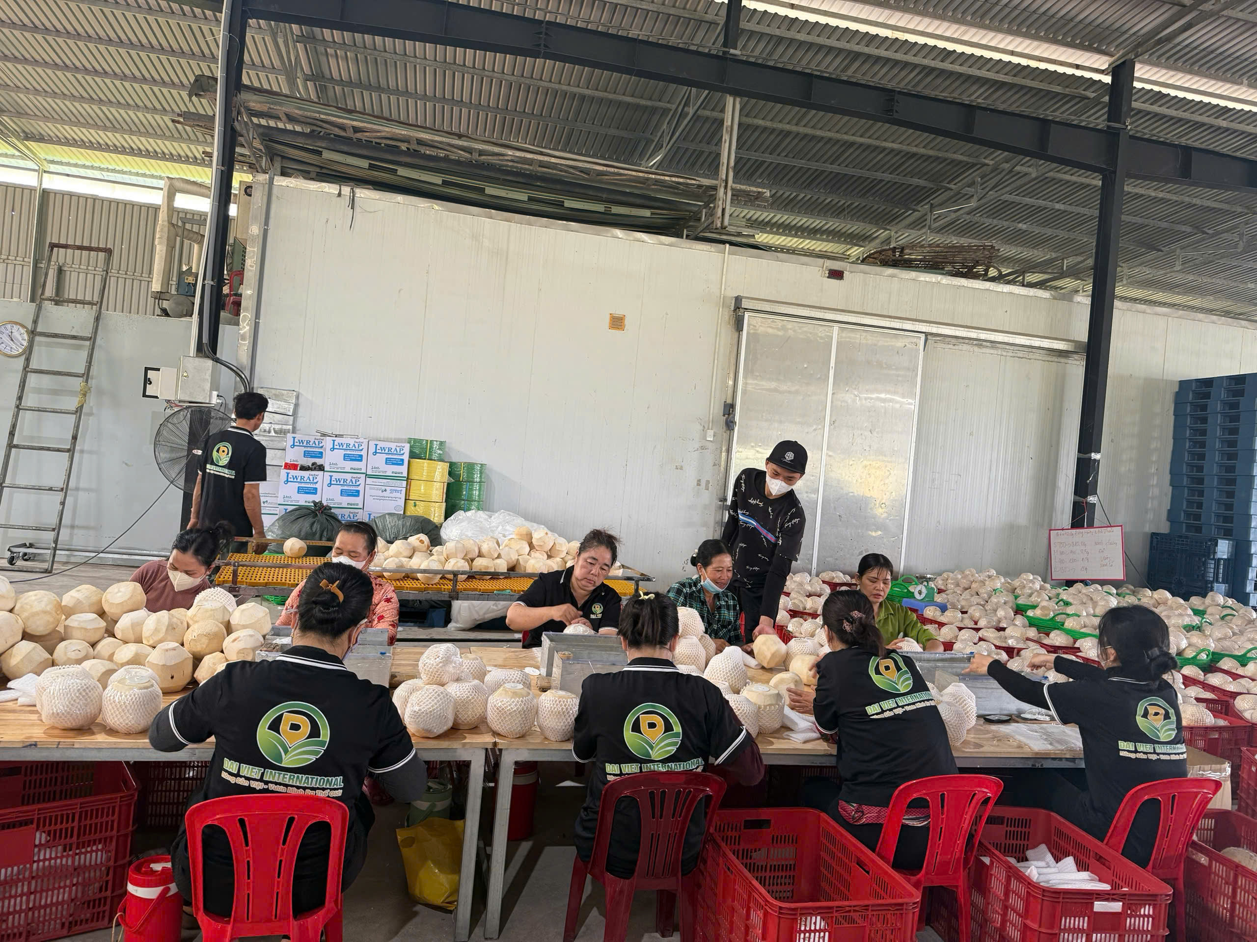 Thủ tục xuất khẩu dừa sang Trung Đông Thủ tục xuất khẩu dừa sang Trung Đông