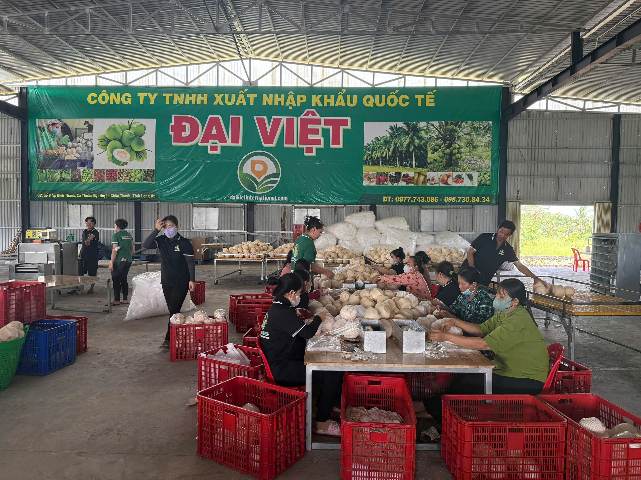 Lợi ích sức khỏe từ giá trị dinh dưỡng của dừa Việt Nam