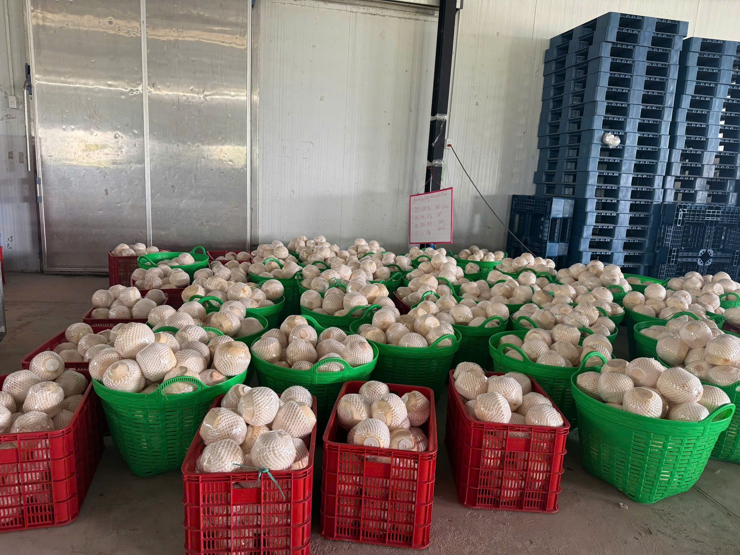 Dai Viet - Pioneer in bringing the nutritional value Vietnam coconut to the world