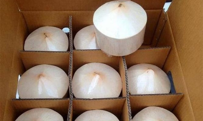 Tiêu chuẩn Halal cho dừa xuất khẩu