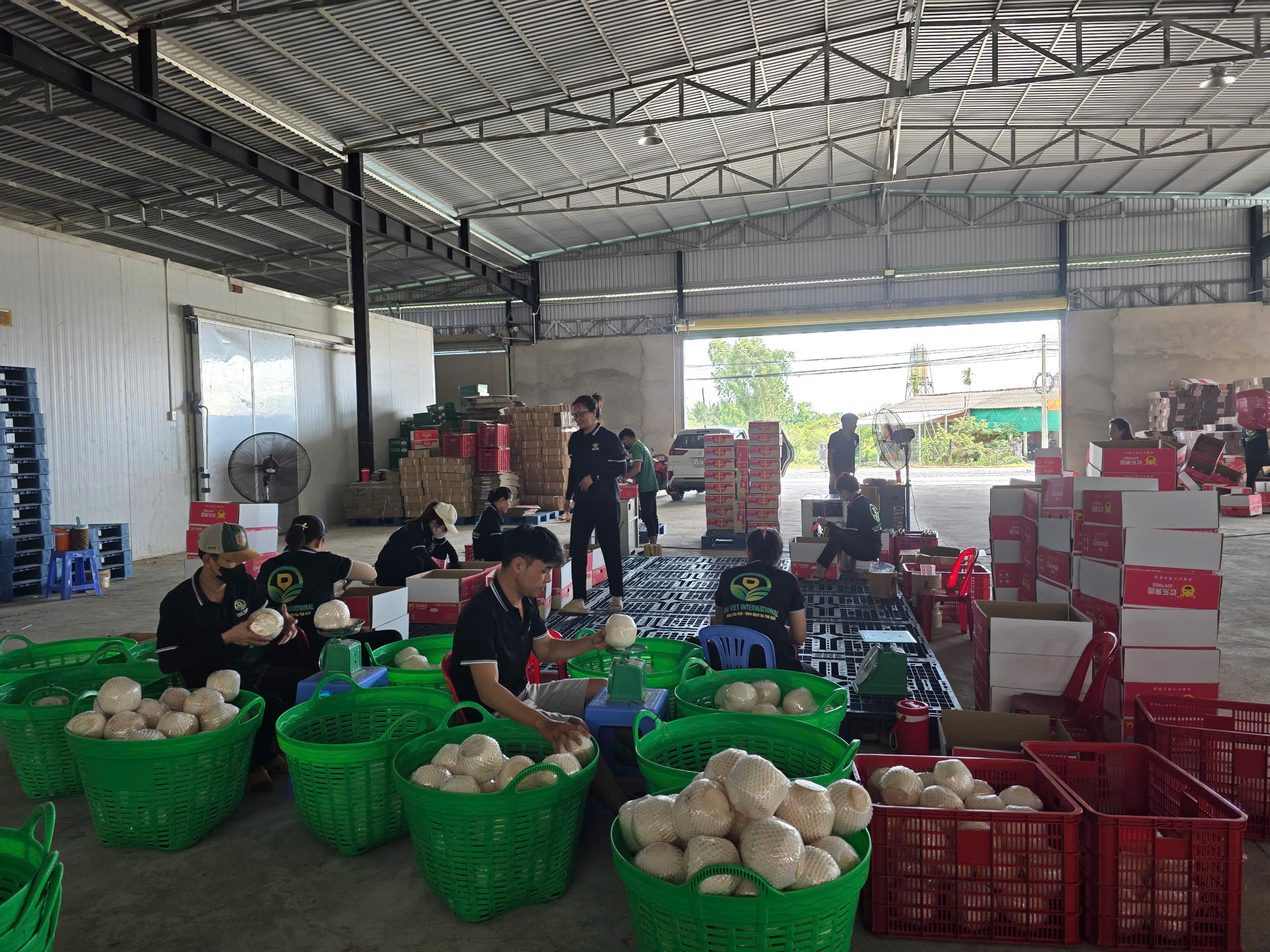 Vietnam coconut export potential