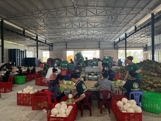 Vietnam coconut export potential compared to Southeast Asian countries