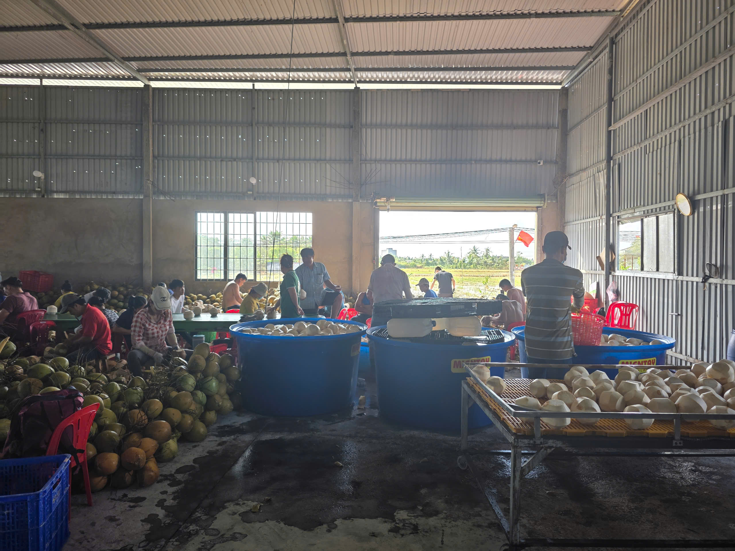 Dai Viet International – Partner with Vietnam coconut supplier that meet international standards