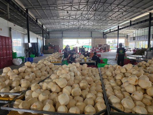 Fresh coconut preservation for export: Technologies and advanced solutions