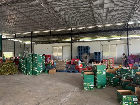 Giá dừa tươi Việt Nam trên thị trường quốc tế: Phân tích cạnh tranh toàn cầu