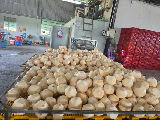 Hợp tác với nhà cung cấp dừa Việt Nam có chứng nhận quốc tế – Lợi ích cho doanh nghiệp