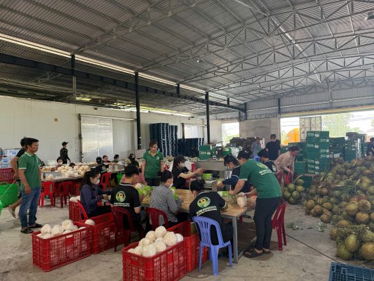 Organic consumption trends and their impact on Vietnam’s coconut exports