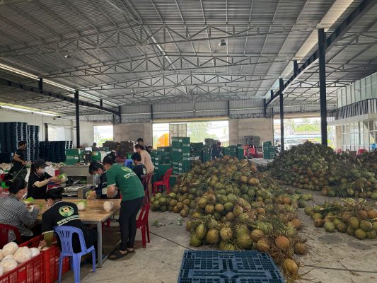 Vietnam fresh coconut export – The Journey to Global Markets