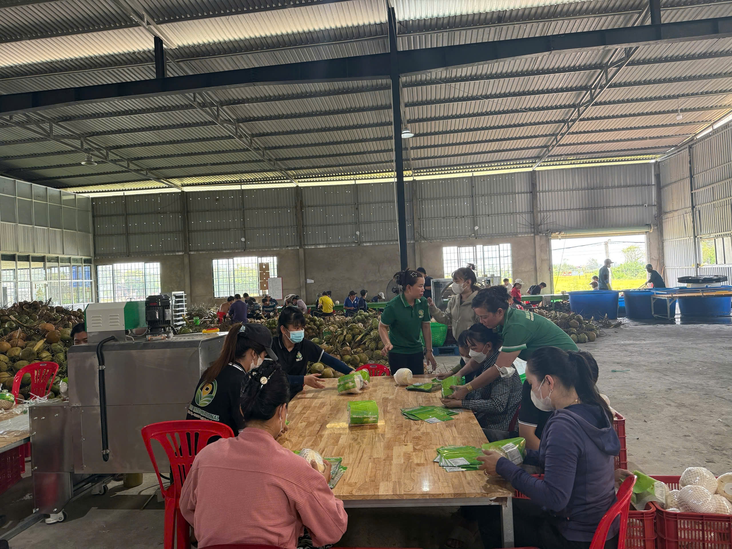 Thách thức của doanh nghiệp Việt trong sản xuất dừa hữu cơ